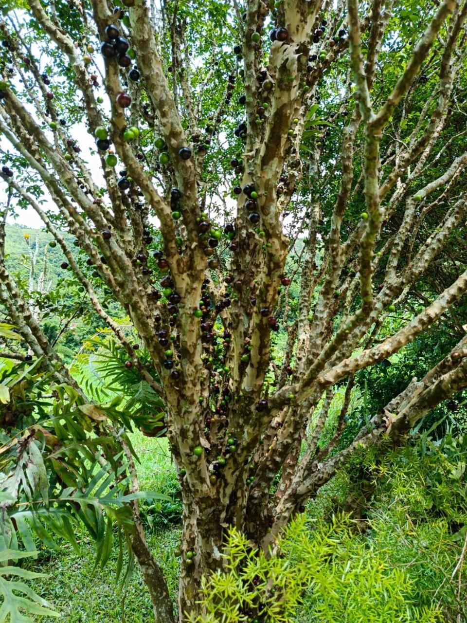 Fazenda Piloes Villa Petrópolis Exterior foto